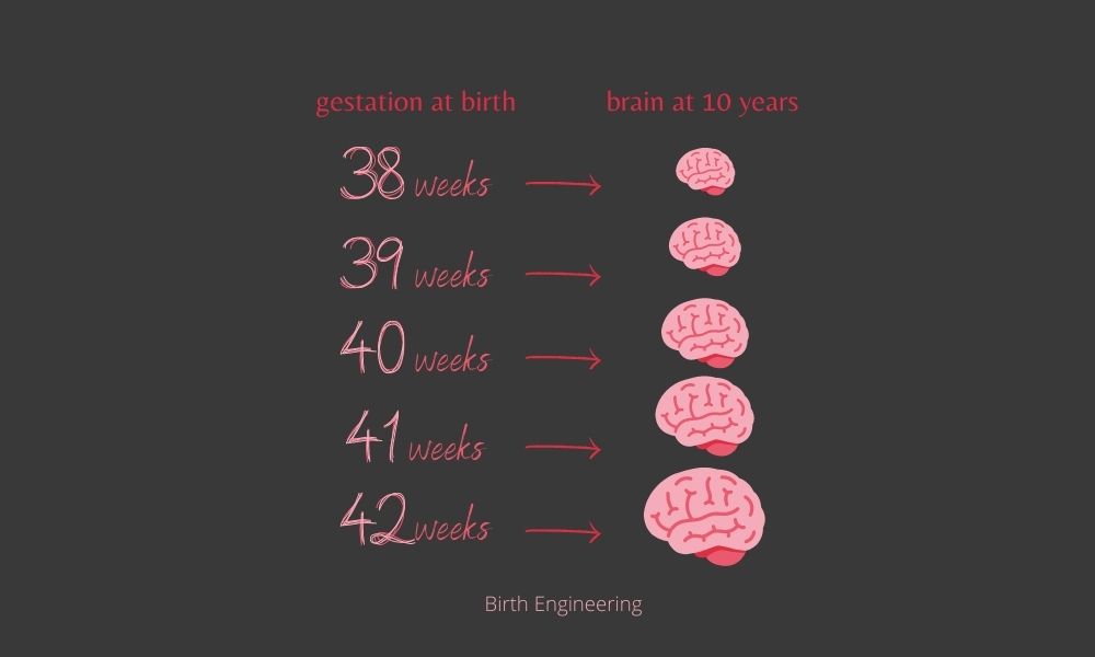 weeks brain