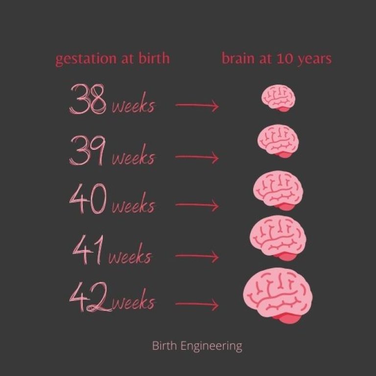 weeks brain